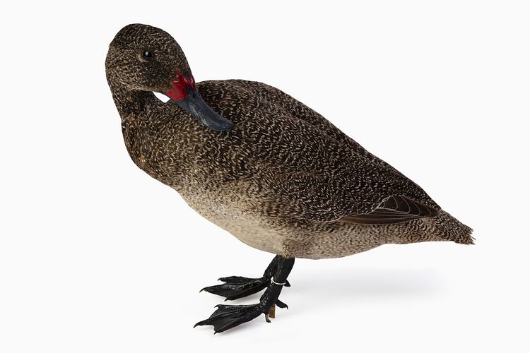 Mottled brown duck specimen mounted in a preening pose.