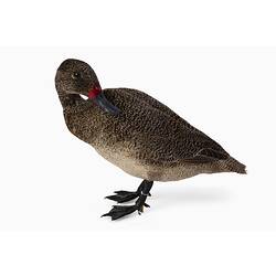 Research Focus, Victorian Birds - Freckled Duck, <em>Stictonetta naevosa</em>