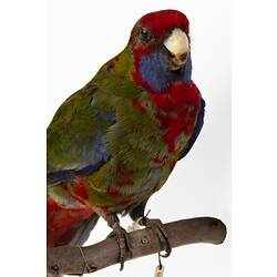 Green, red and blue parrot specimen with handwritten label.