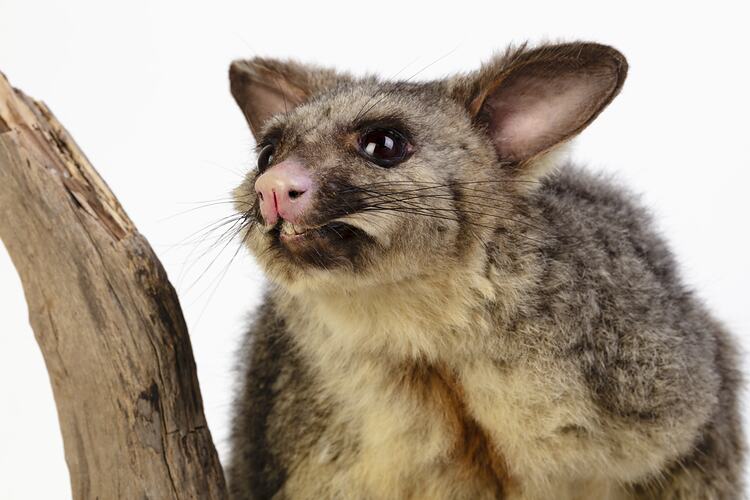 Possum specimen with large ears mounted on a branch.