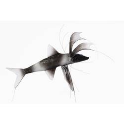 Model of black and white fish with long, thin fins.