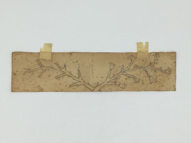 Two branches sketched on off-white, worn paper.