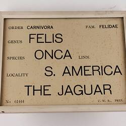 Exhibition Label - Jaguar, National Museum of Victoria, Melbourne, circa 1930