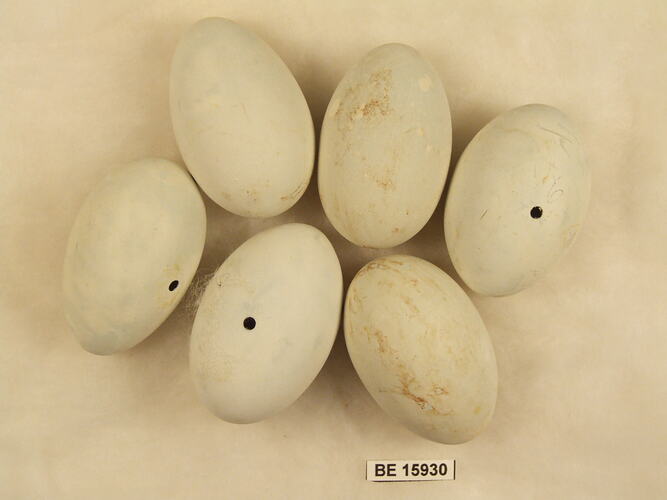 Six bird eggs with specimen label.