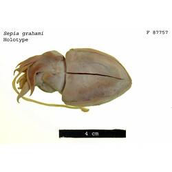 Ventral view of preserved cuttlefish specimen.