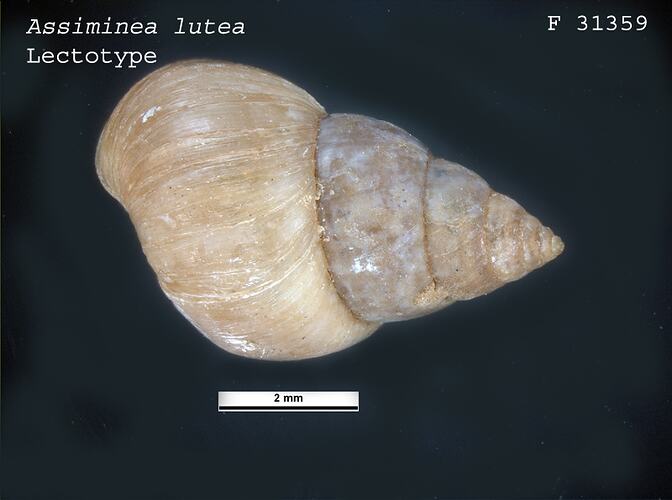 <em>Assiminea lutea</em>, snail.  Lectotype.  R.F. Geale Collection.  Registration no. F 31359.