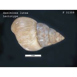 <em>Assiminea lutea</em>, snail.  Lectotype.  R.F. Geale Collection.  Registration no. F 31359.