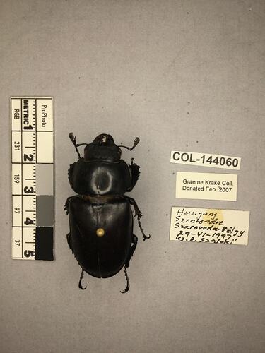 Shiny metallic brown beetle specimen with large mandibles, pinned next to text labels.