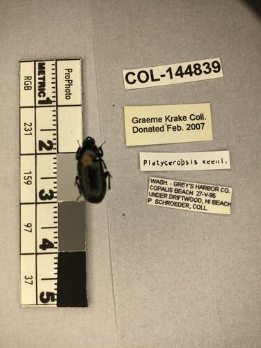 Shiny brown beetle specimen with large mandibles, pinned next to text labels.