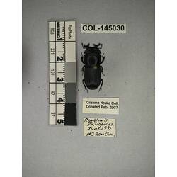 Dorsal view of pinned beetle specimen with labels.