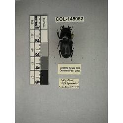 Dorsal view of pinned beetle specimen with labels.