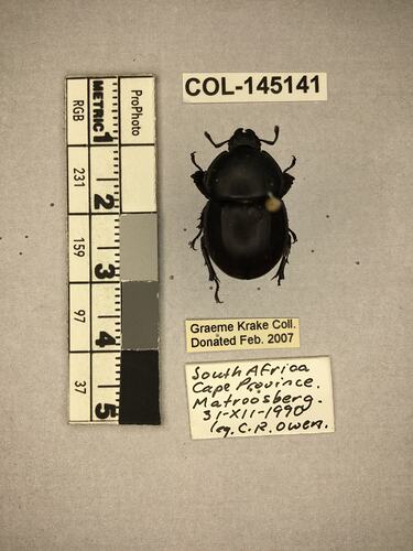 Shiny brown beetle specimen with large mandibles, pinned next to text labels.