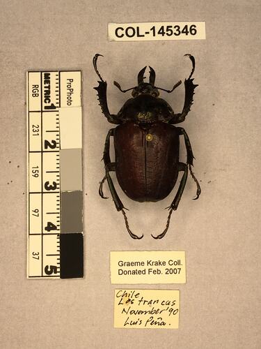 Dorsal view of pinned beetle specimen with labels.