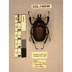 Dorsal view of pinned beetle specimen with labels.