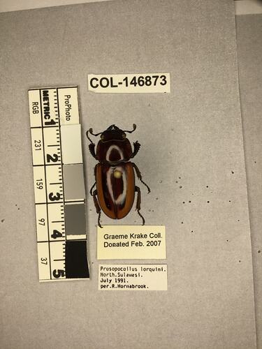 Shiny brown beetle specimen with large mandibles, pinned next to text labels.