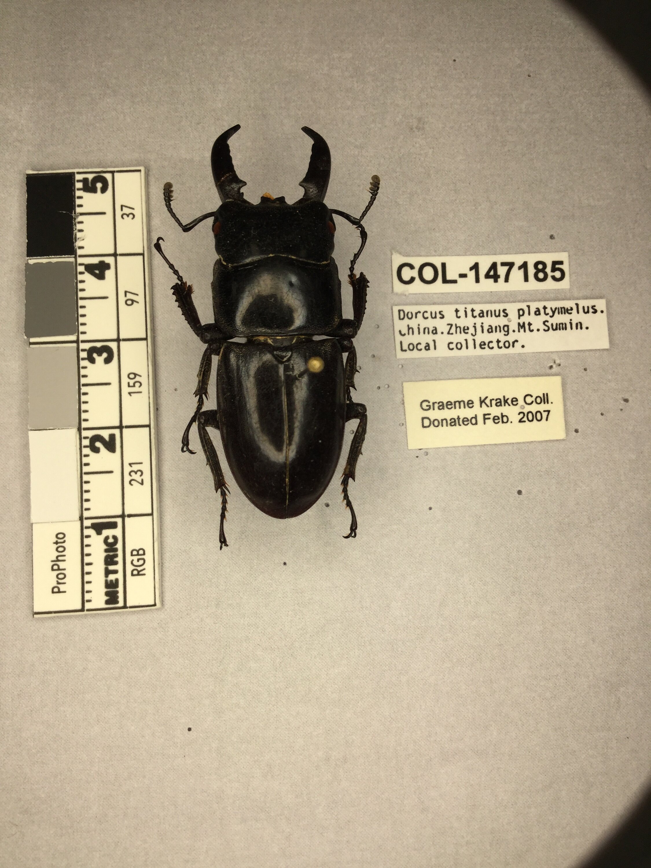 Serrognathus (Serrognathus) titanus castanicolor Motschulsky, 1861