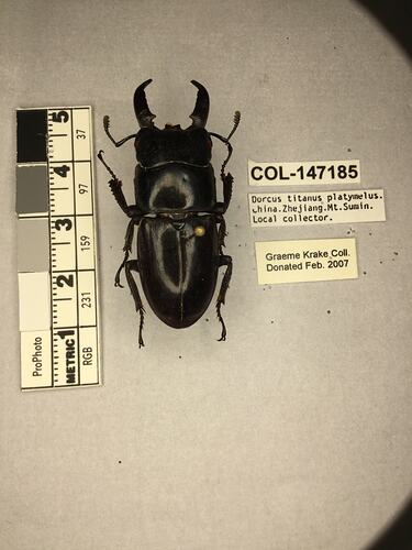 Shiny brown beetle specimen with large mandibles, pinned next to text labels.