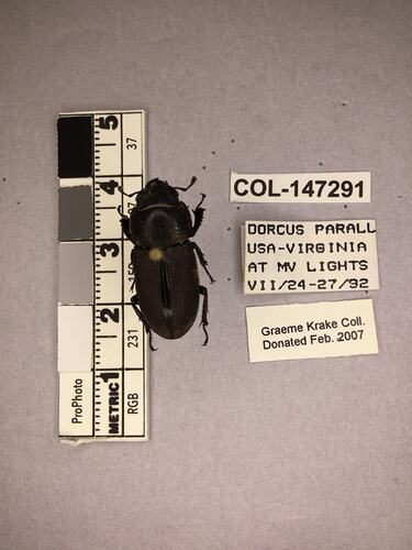 Dorsal view of pinned beetle specimen with labels.
