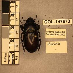 Shiny brown beetle specimen with large mandibles, pinned next to text labels.