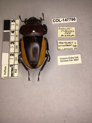 Shiny brown beetle specimen with large mandibles, pinned next to text labels.