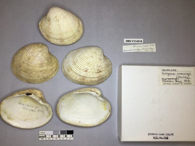 Dry Venus Clam shells beside labels.
