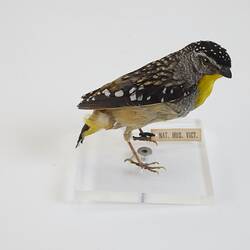<em>Pardalotus punctatus</em>, Spotted Pardalote. [B 21620]