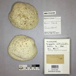 Dry Venus Clam shell beside labels.