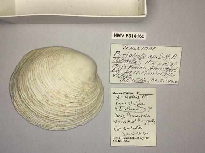Dry Venus Clam shell beside labels.