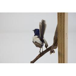 <em>Malurus leucopterus leuconotus</em>, White-winged Fairy-wren. [B 21366]