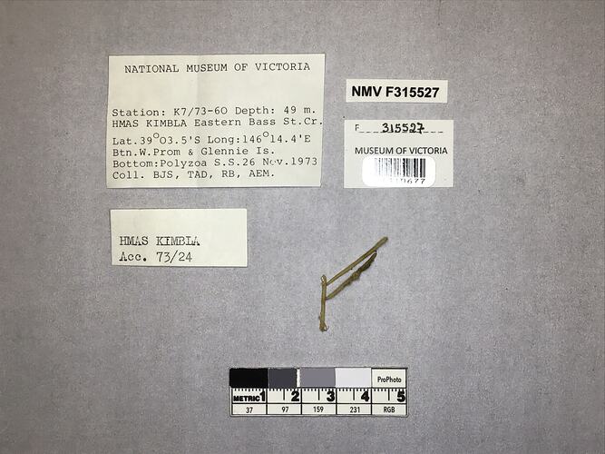 Dry stony coral specimen beside labels.