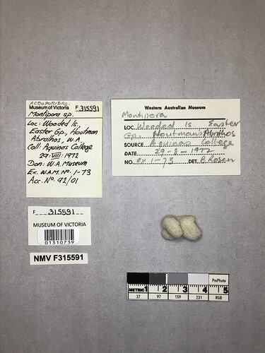 Dry stony coral specimen beside labels.