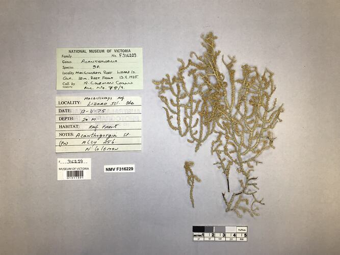 Dry soft coral specimen beside labels.