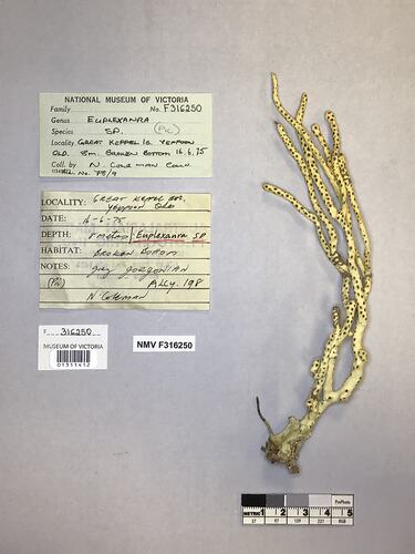 Dry soft coral specimen beside labels.