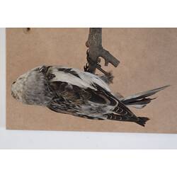 <em>Plectrophenax nivalis</em>, Snow Bunting. [58369]