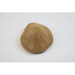 A dry sand dollar specimen.