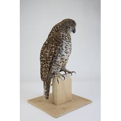 <em>Ninox strenua</em>, Powerful Owl. [B 32354]