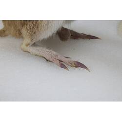 <em>Perameles nasuta</em>, Southern Long-nosed Bandicoot. [C 7012]