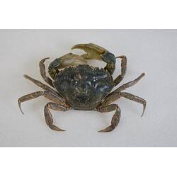 <em>Carcinus maenas</em>, European Shore Crab. [J 20921]