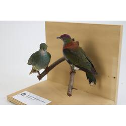 <em>Ptilinopus superbus superbus</em>, Superb Fruit-Dove. [30106 (left), 30107 (right)]