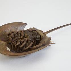 Family Limulidae, Horseshoe Crab. [J 76053]