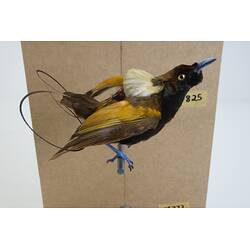 <em>Cicinnurus magnificus hunsteini</em>, Magnificent Bird-of-Paradise. [44825]