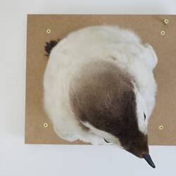 <em>Aptenodytes forsteri</em>, Emperor Penguin. [B 22524]