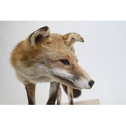 <em>Vulpes vulpes</em>, Red Fox. [C 27270]