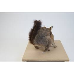 <em>Trichosurus vulpecula</em>, Common Brush-tailed Possum. [C 36381]