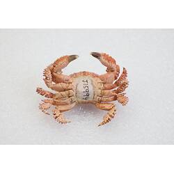<em>Actaea peronii</em>, Thorn-legged Crab. [J 15994]
