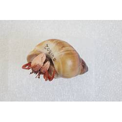 <em>Paguristes frontalis</em>, Common Hermit Crab. [J 21802]