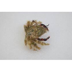 <em>Notomithrax ursus</em>, Bear Seaweed Crab. [J 23182]