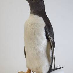 <em>Pygoscelis papua papua</em>, Gentoo Penguin. [B 21020]