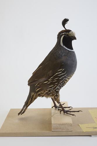 <em>Callipepla californica</em>, California Quail. [B 32816]