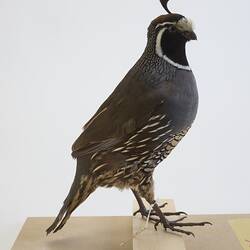 Our Wondrous Planet, Our Wild Family: Taxidermy Mount - California Quail, <em>Callipepla californica</em>